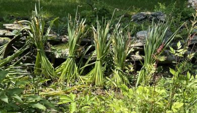 a row of daffodil foliage tied into pigtails
