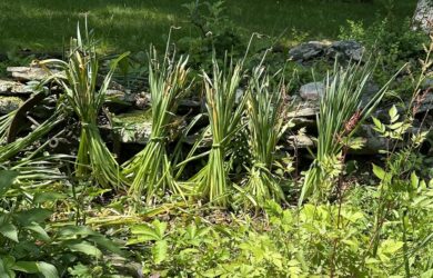 a row of daffodil foliage tied into pigtails