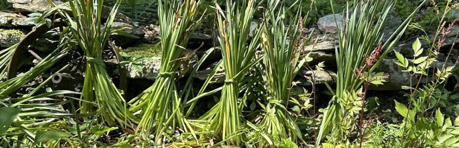 a row of daffodil foliage tied into pigtails