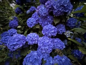 Deep Blue Flowering Hydrangea loaded with Blooms