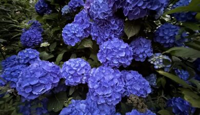 Deep Blue Flowering Hydrangea loaded with Blooms