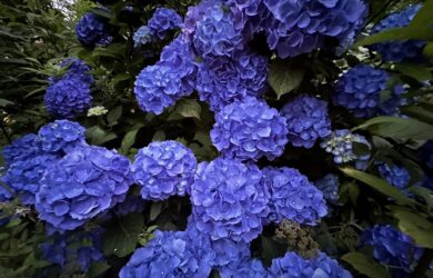 Deep Blue Flowering Hydrangea loaded with Blooms