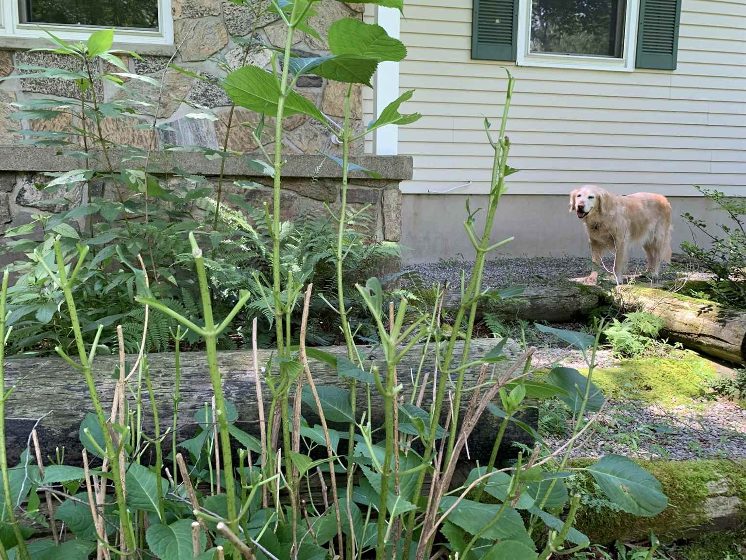 Dog eating hot sale hydrangea