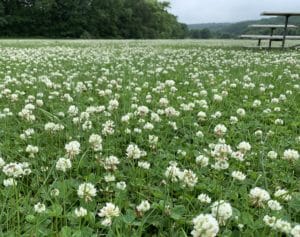 a no mow may lawn filled with white clover with puffy white blooms 