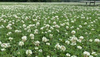 a no mow may lawn filled with white clover with puffy white blooms