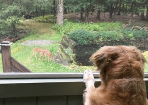 Dog-Ellie-Viewing-Fawn