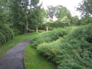 Hakonechloa-Hanoke-Grass-Mountsier-Garden-Lawn-Alternative