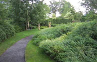 Hakonechloa-Hanoke-Grass-Mountsier-Garden-Lawn-Alternative