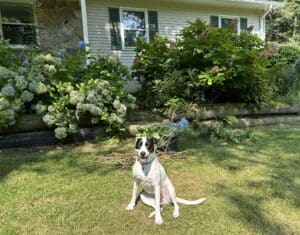 A white dog with black ears sitting in front of bucket of pruned hydrangea blooms and dry canes.