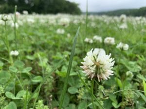 Dutch-Clover-White-Clover-Trifolium-repens-clover-flower