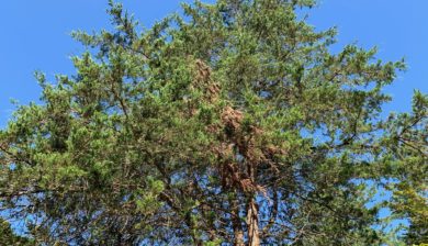 Cedar-Tree-Decline