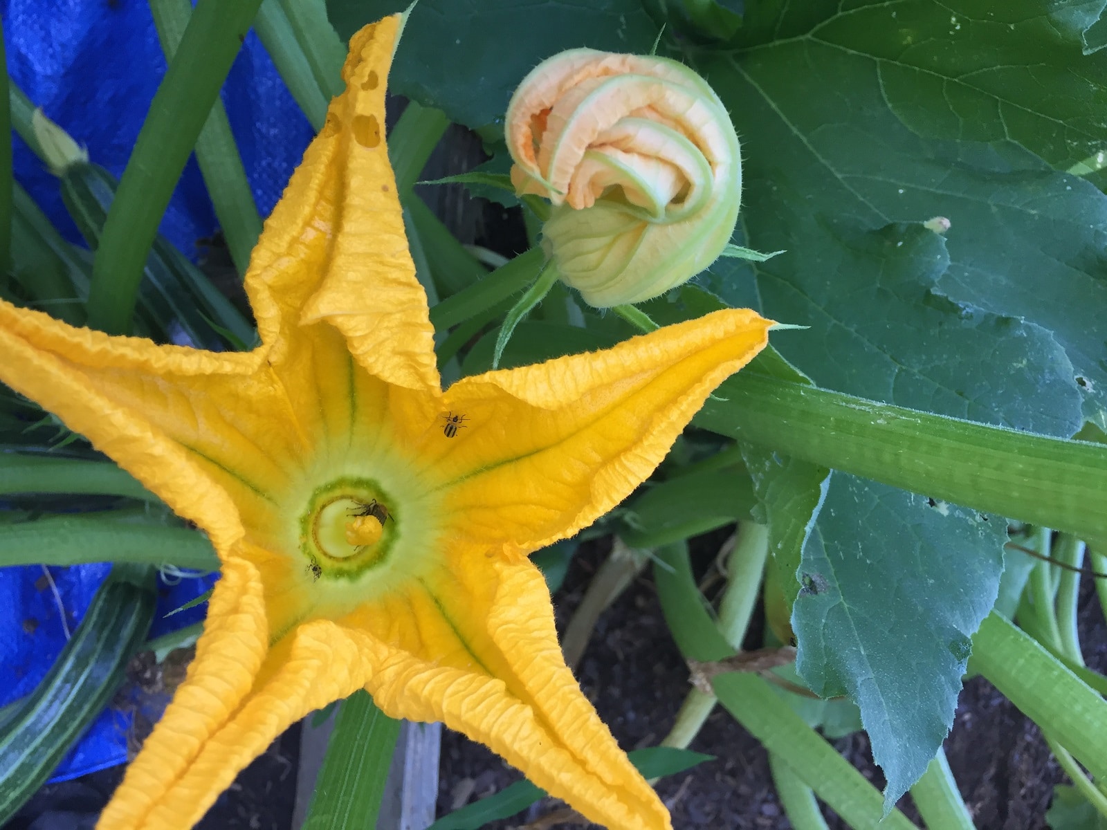 Garden Dilemmas, Delights & Discoveries, Ask Mary Stone Birds & Bees of