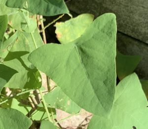 Mile-a-minute-weed-leaf