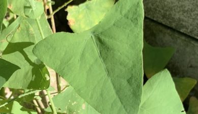 Mile-a-minute-weed-leaf