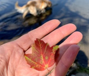 Fall-leaf-in-hand