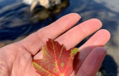 Fall-leaf-in-hand