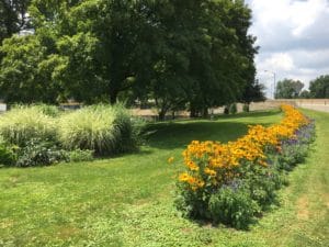Rudbeckia-Black-Eyed-Susan-Salvia
