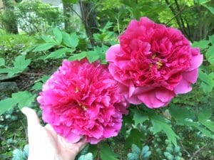 Tree Peony Blooms are the size of a hand.