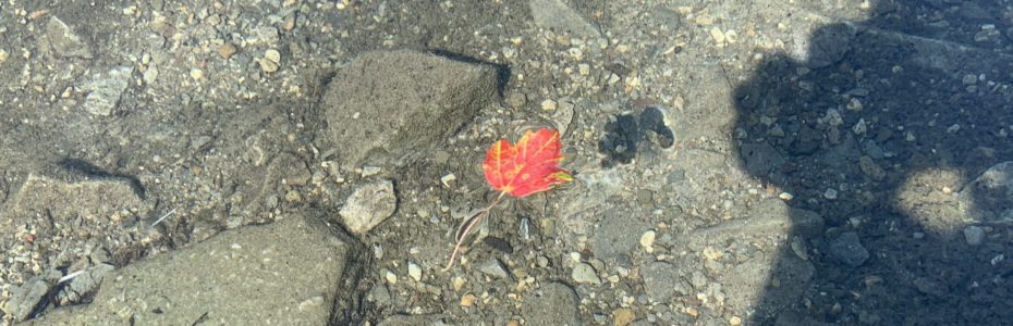 fall-maple-leaf-in-water