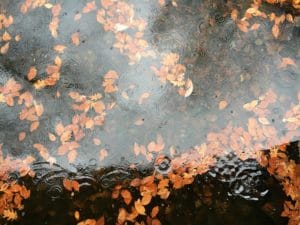 Leaves-in-Water