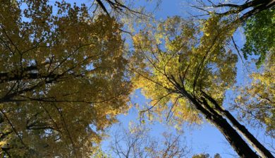 Looking-up-at-Fall-Leaves
