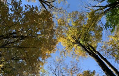Looking-up-at-Fall-Leaves