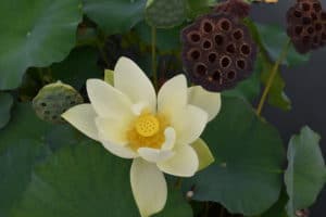 Lotus-in-Bloom