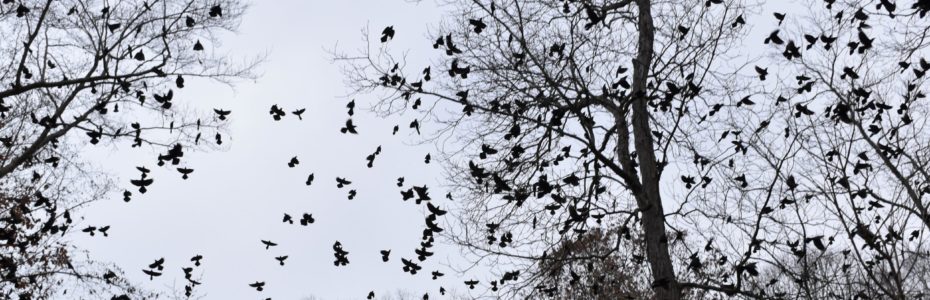 Common-Grackles-in-Trees