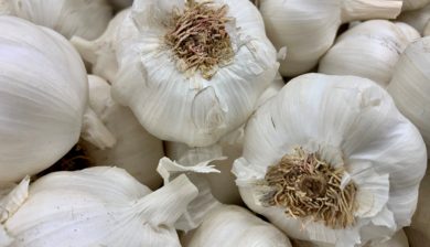 Garlic-closeup