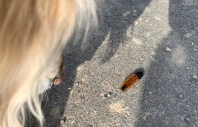 Woolly-Bear-Caterpillar 2019
