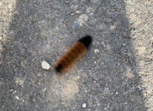 woolly-bear-caterpillar