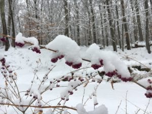 Beauty-Berry-in-Snow