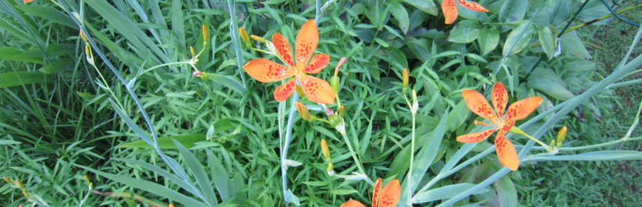 Blackberry Lily Flowers