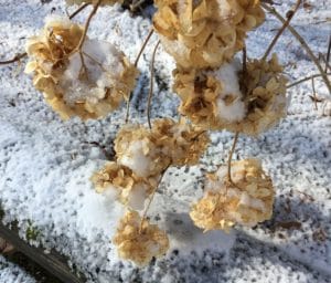 Dry-Hydrangea-Flowers-in-snow