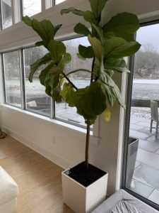 Fiddlefig-Tree-Houseplant