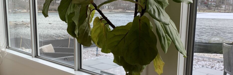 A fiddlehead fig tree with yellowing leaves next to a bright window.