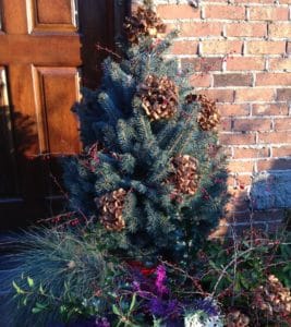 Potted-Christmas-Tree
