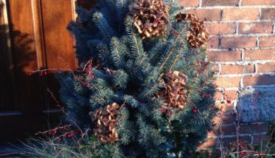 Potted-Christmas-Tree