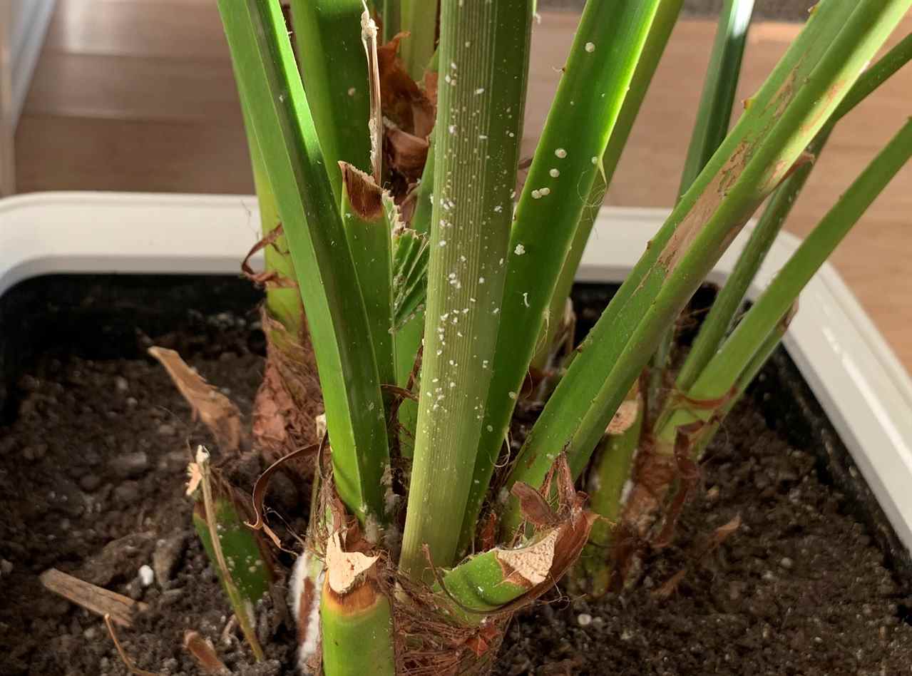 Garden Dilemmas, Delights & Discoveries, Ask Mary Stone Mealybugs and  Whiteflies - Garden Dilemmas, Delights & Discoveries, Ask Mary Stone