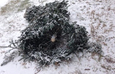 Cut Christmas tree dusted with snow on the side of the road.