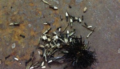 Echinacea-seeds-on-stone-patio