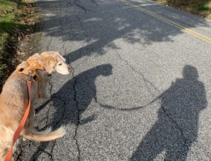 Golden Retriever on roadwalk with owner's shadow.