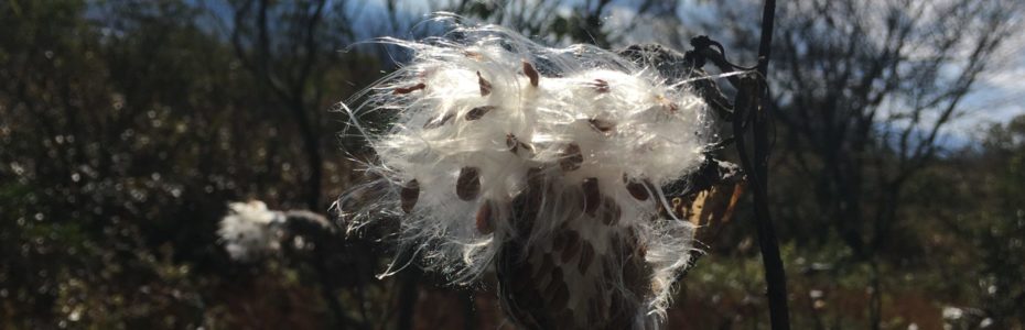 Milkweed-seeds
