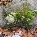 A rock with moss in the shape of a hippo.