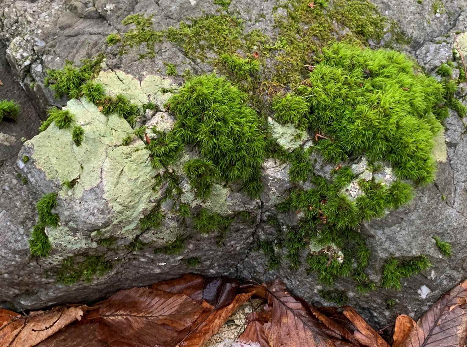 Moss, Rocks, Moss Rug by Humble Human