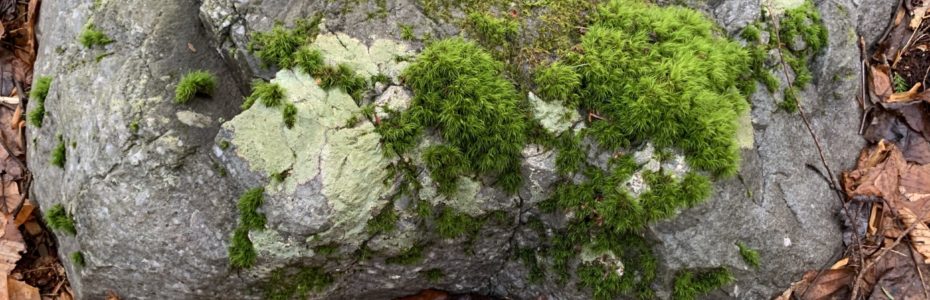 A rock with moss in the shape of a hippo.