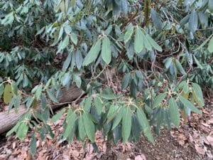 Native-Rhododendron-Leaves