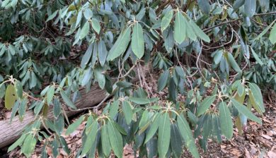 Native-Rhododendron-Leaves