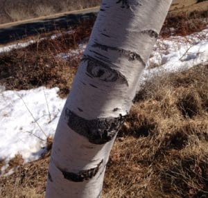 White barked birch with black markings that look like a smile.