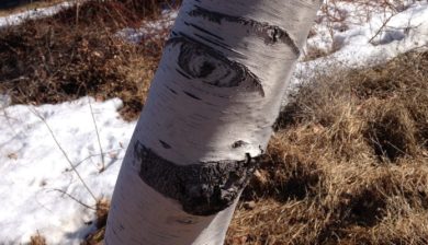 White barked birch with black markings that look like a smile.